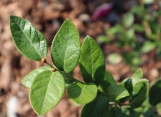Growing Blueberry Leaves
