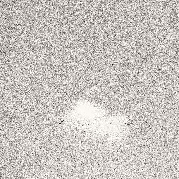 Mark Little High Flying Birds
