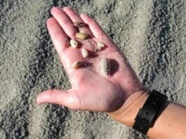 Seashells 1