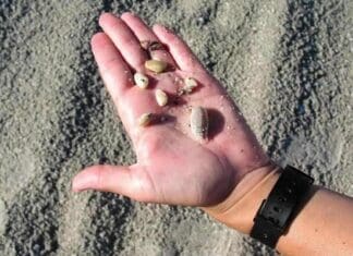 Seashells 1