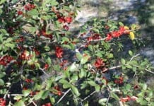 Coastal Dine Plants Yaupon Holly Berries Us Natl Park Credit