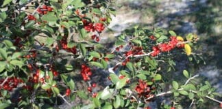 Coastal Dine Plants Yaupon Holly Berries Us Natl Park Credit
