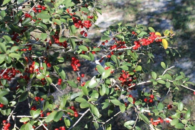Coastal Dine Plants Yaupon Holly Berries Us Natl Park Credit