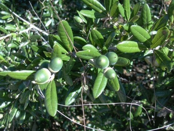 Coastal Dune Plants Sand Live Oak