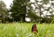 Butterfly At Lake Alice