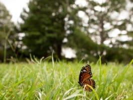 Butterfly At Lake Alice