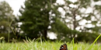 Butterfly At Lake Alice