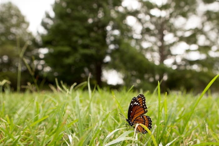 Butterfly At Lake Alice