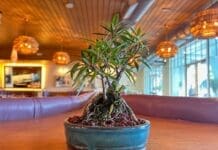 Emerald Coast Bonsai 0477