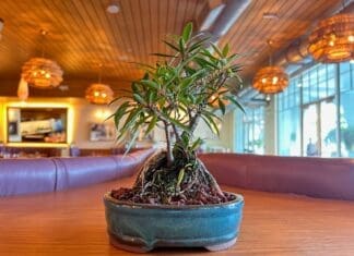 Emerald Coast Bonsai 0477