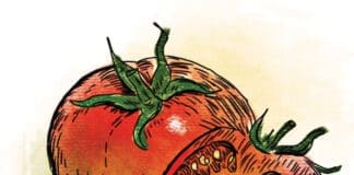Sean Dietrich Tomatoes