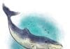 Sean Dietrich The Whale