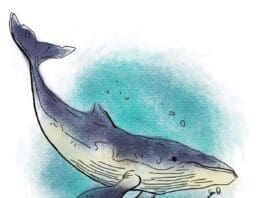 Sean Dietrich The Whale