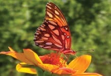 Butterflies of Fall Butterflies Of Fall 1