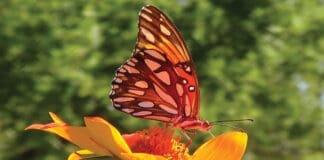 Butterflies of Fall Butterflies Of Fall 1
