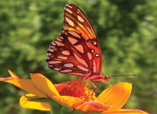 Butterflies Of Fall 1