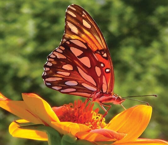 Butterflies Of Fall 1