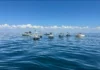 Emerald Coast United Boats