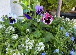 How To Keep Busy in the Garden Growing 2924