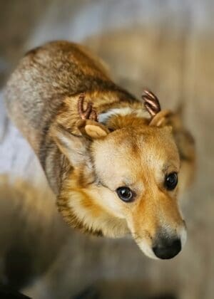 Pier Park Festive Fur Baby