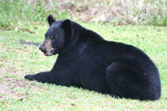 Florida black bear on turf. FWC.