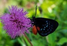 Coontie in the Florida Landscape Growing Atala Butterfly Forest