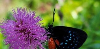 Growing Atala Butterfly Forest