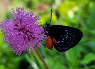 Growing Atala Butterfly Forest
