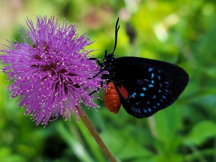 Growing Atala Butterfly Forest