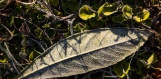 Morning Frost On Leaves And Grass. 02 04 21.