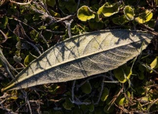 Morning Frost On Leaves And Grass. 02 04 21.