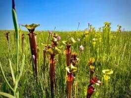 Pitcherplants Danielle Bumgardner