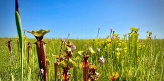 Pitcherplants Danielle Bumgardner