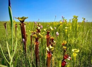 Pitcherplants Danielle Bumgardner