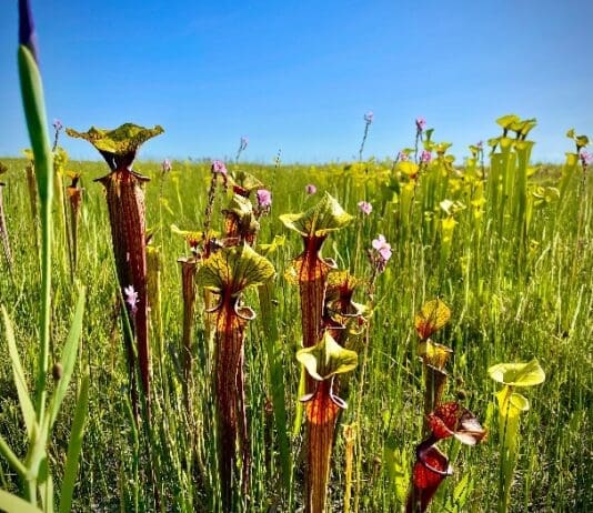 Pitcherplants Danielle Bumgardner