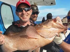 34 Inch Red Grouper