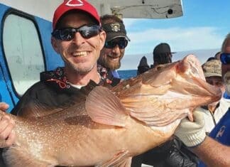 34 Inch Red Grouper