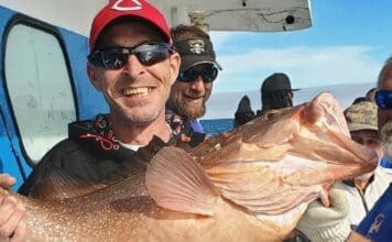 Fishing Season is Here! 34 Inch Red Grouper