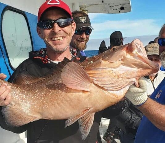 34 Inch Red Grouper