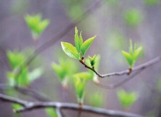 When Spring Comes Back to Life Spring Season, Young Green Leaves On A Tree Branch