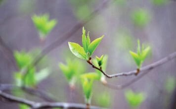 Spring Season, Young Green Leaves On A Tree Branch