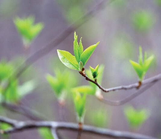 Spring Season, Young Green Leaves On A Tree Branch