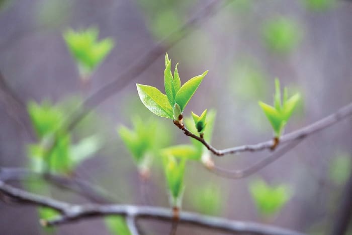 Spring Season, Young Green Leaves On A Tree Branch