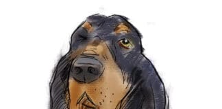 Sean of the South: Dogs Sean Dietrich Dogs