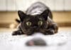 Cat Hunting To Mouse At Home, Burmese Cat Face Before Attack Close Up