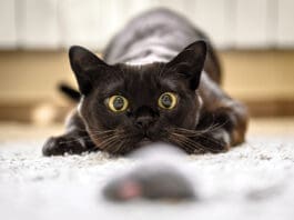 Cat Hunting To Mouse At Home, Burmese Cat Face Before Attack Close Up