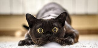 Cat Hunting To Mouse At Home, Burmese Cat Face Before Attack Close Up