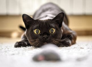 A Café for Cat Lovers in PCB Cat Hunting To Mouse At Home, Burmese Cat Face Before Attack Close Up