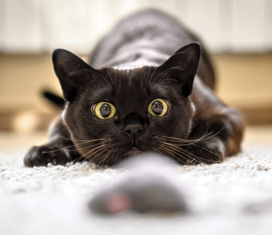 A Café for Cat Lovers in PCB Cat Hunting To Mouse At Home, Burmese Cat Face Before Attack Close Up