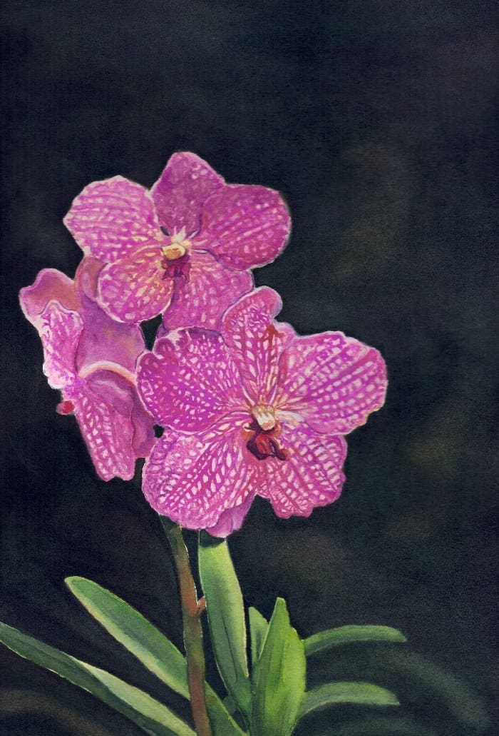 Bay Arts 10 Orchid 10 105x7